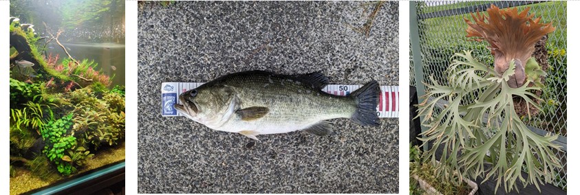 趣味・好きなこと
